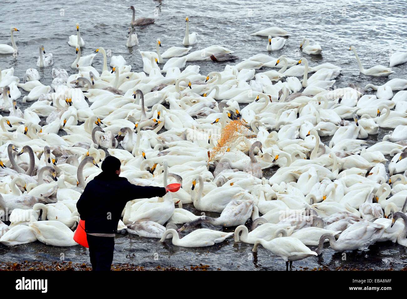 Rongcheng, China's Shandong Province. 28th Nov, 2014. A staff memeber feeds swans in Rongcheng, east China's Shandong Province, Nov. 28, 2014. Several tens of thousands of swans migrating from Siberia converged in Rongcheng to pass the winter recently. © Guo Xulei/Xinhua/Alamy Live News Stock Photo