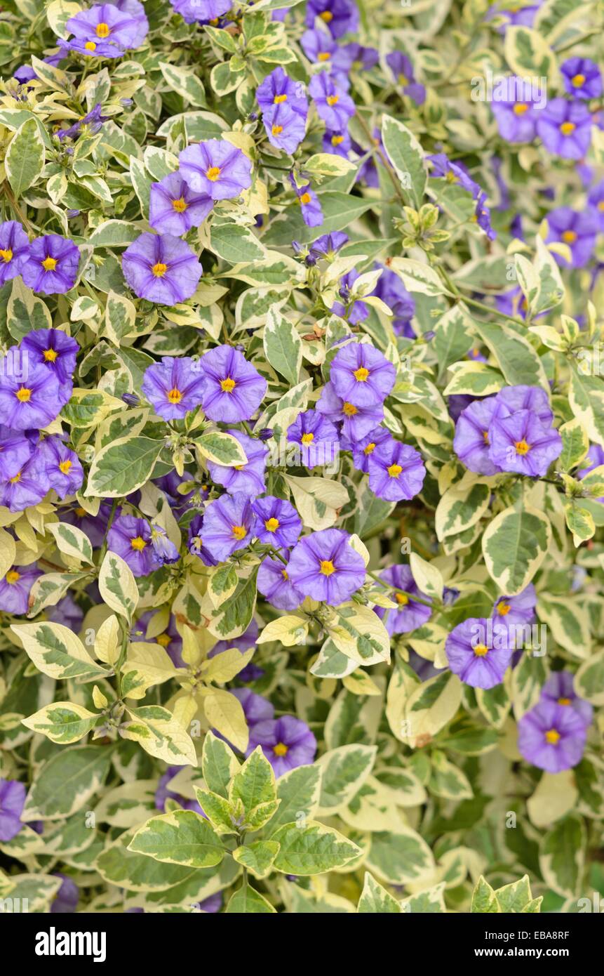 Blue potato bush (Lycianthes rantonnetii 'Variegata' syn. Solanum rantonnetii 'Variegata') Stock Photo
