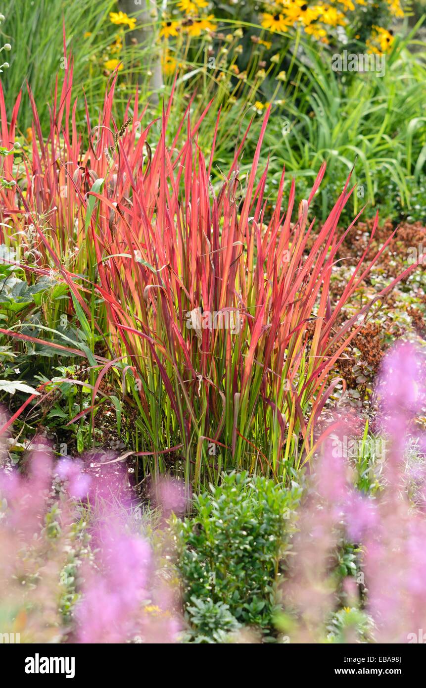 Japanese blood grass (Imperata cylindrica 'Red Baron' syn. Imperata cylindrica 'Rubra') Stock Photo