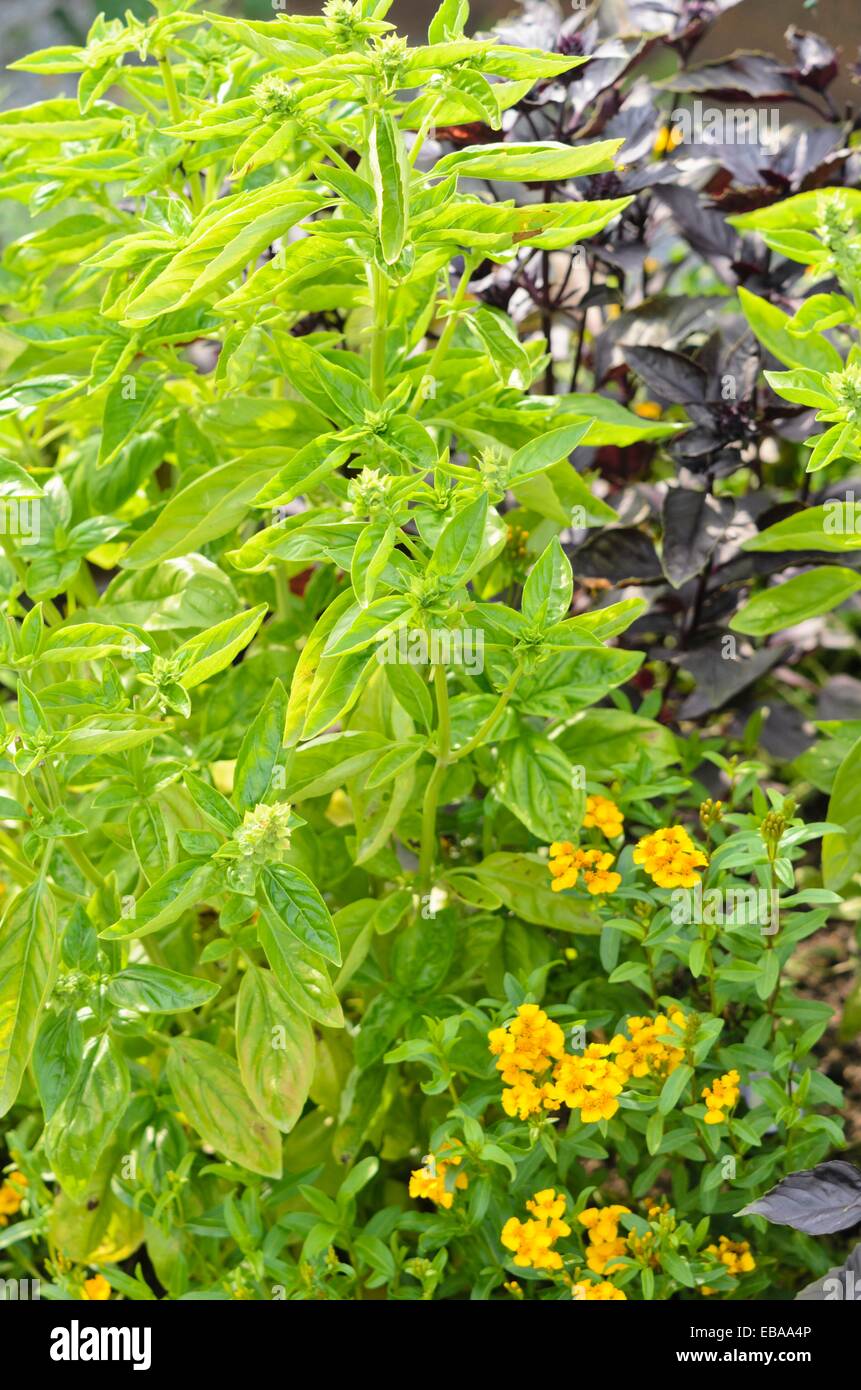 Basil (Ocimum basilicum) Stock Photo