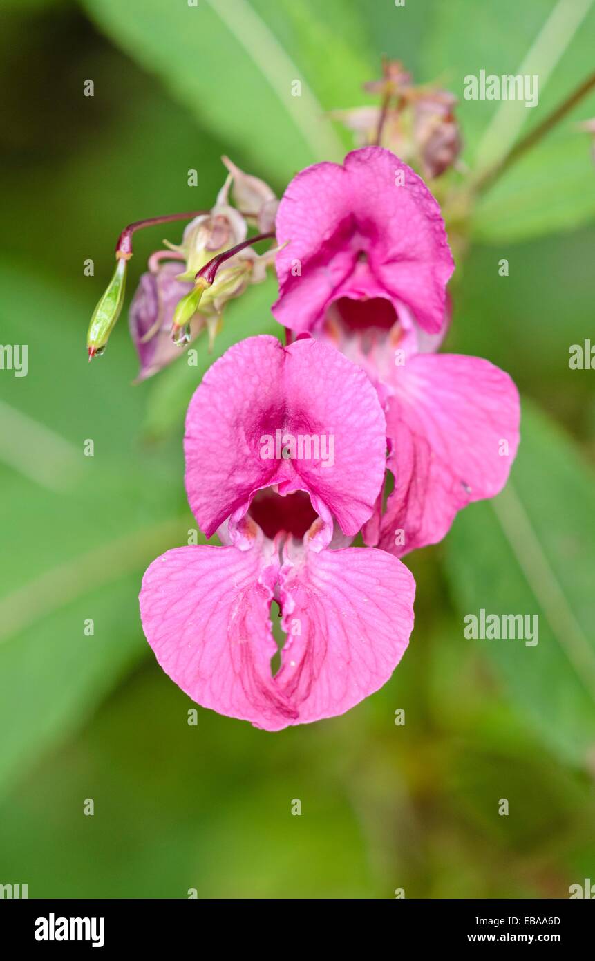 Himalayan balsam (Impatiens glandulifera) Stock Photo
