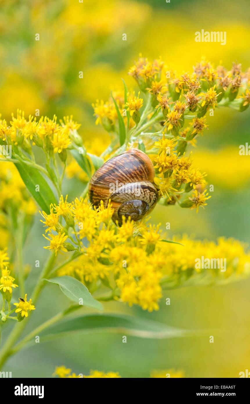 Canada goldenrod (Solidago canadensis) and white-lipped snail (Cepaea hortensis) Stock Photo