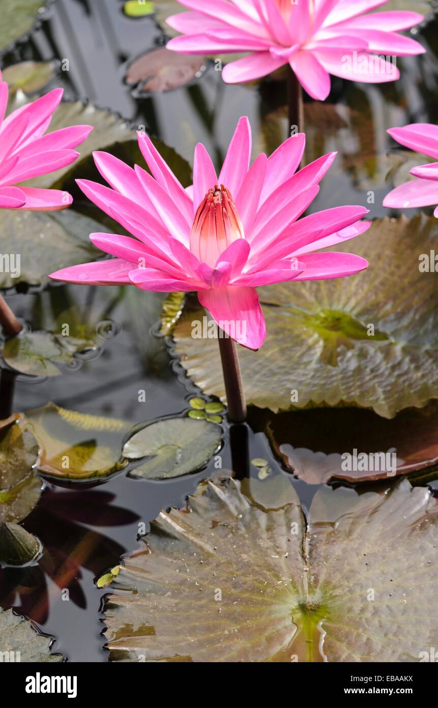 Water lily (Nymphaea Mrs. George C. Hitchcock) Stock Photo
