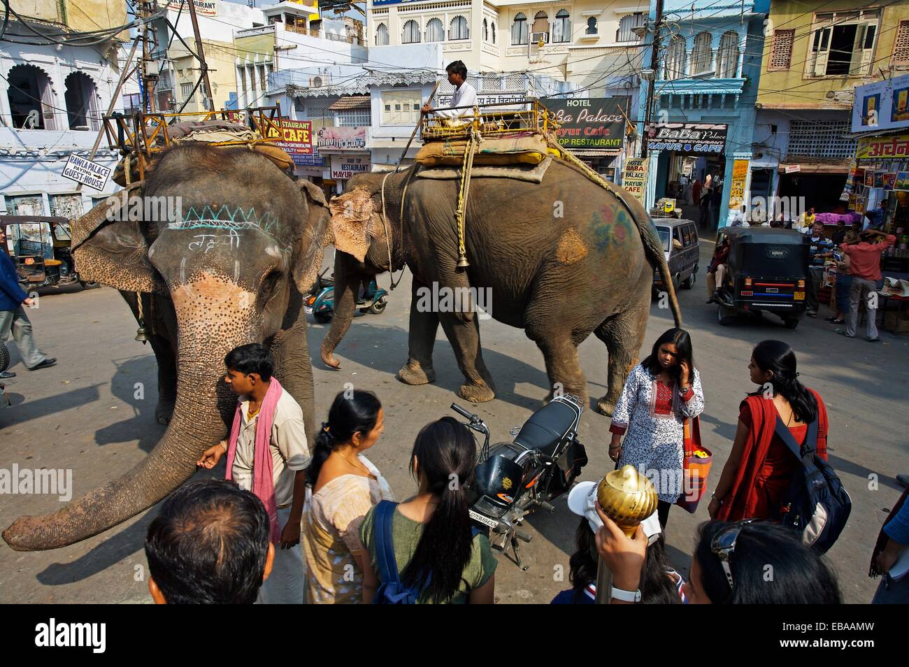 Elephants, Udaipur Rajasthan India Stock Photo Alamy