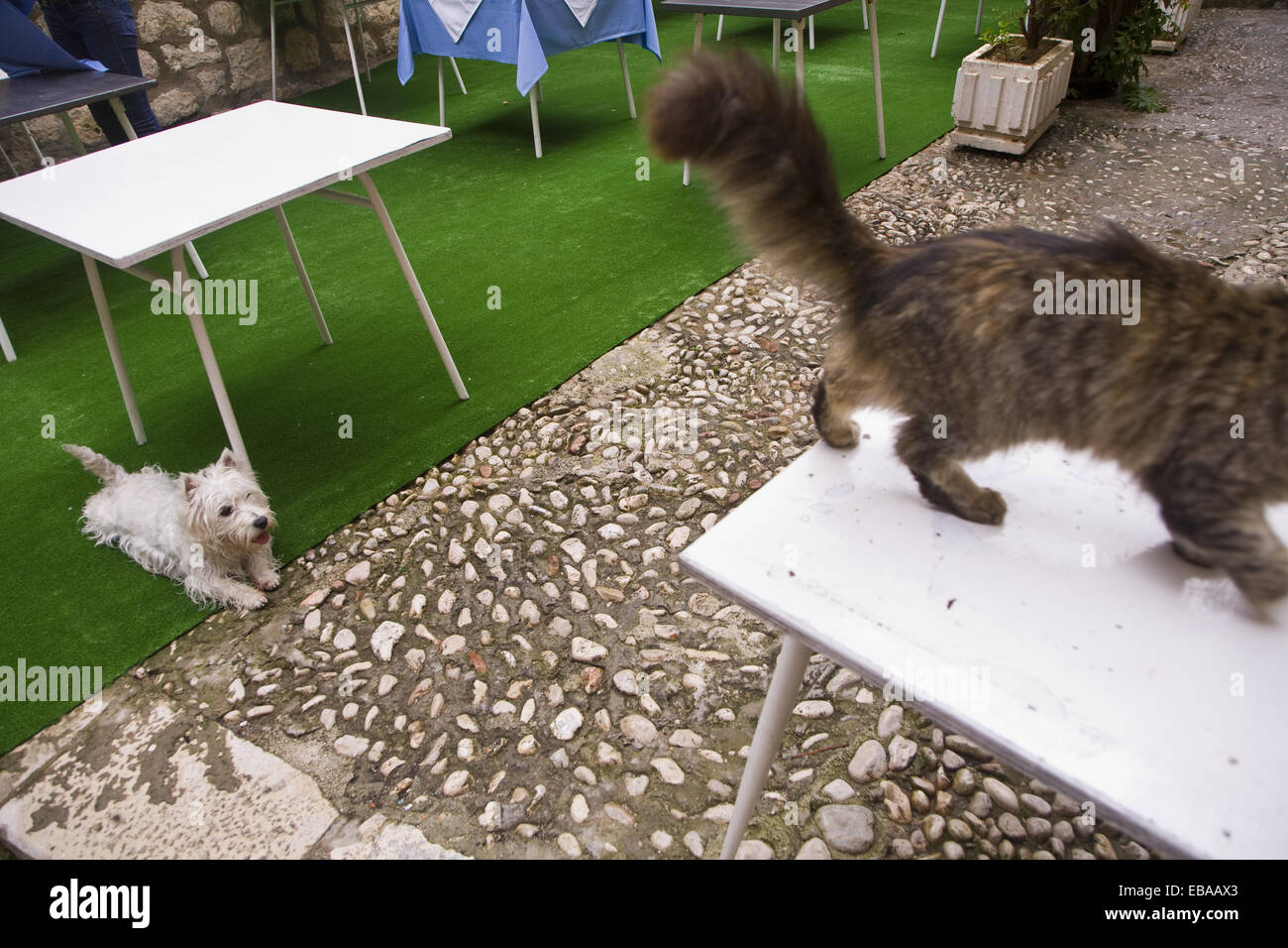 Dog chasing cat hires stock photography and images Alamy