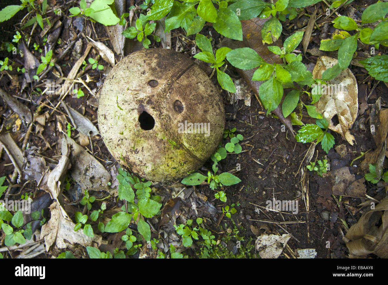 Coconut shell terrified face shaped Pura Luhur Batukau Temple Bali