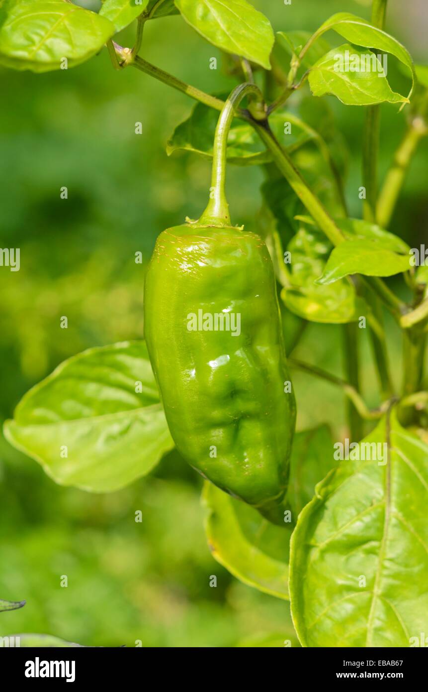 Capsicum annuum hi-res stock photography and images - Alamy