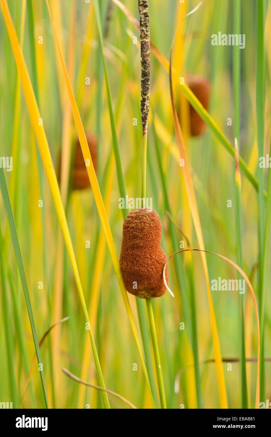 Shuttleworth's bulrush (Typha shuttleworthii) Stock Photo