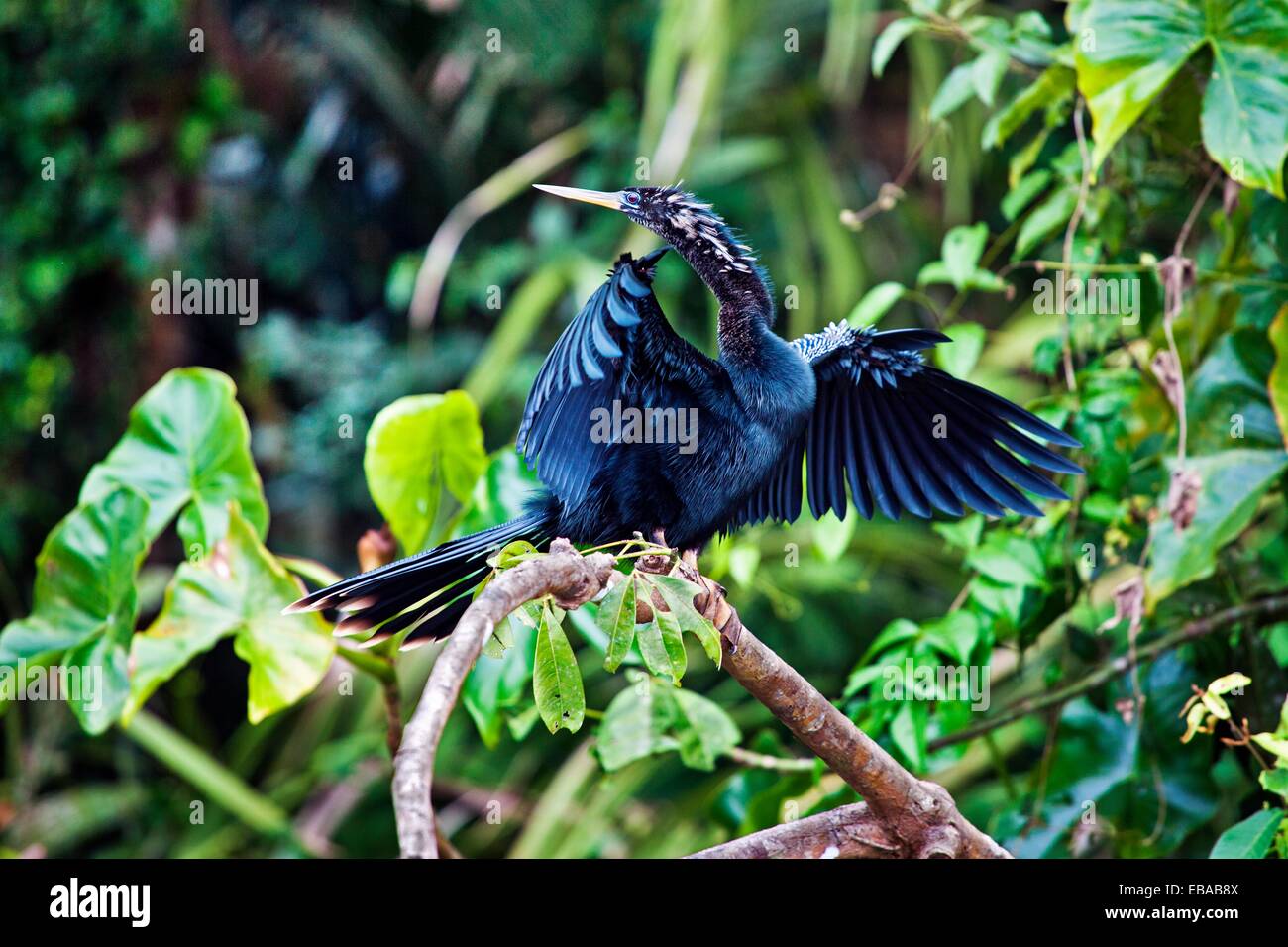 Darter or snake bird, Tortuguero National park, Costa Rica Stock Photo