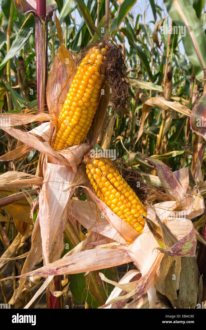 Corn plant fruits hi-res stock photography and images - Alamy