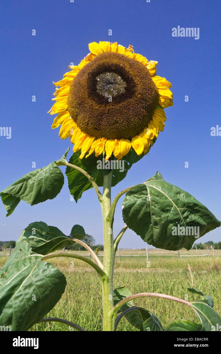 Common sunflower (Helianthus annuus) Stock Photo