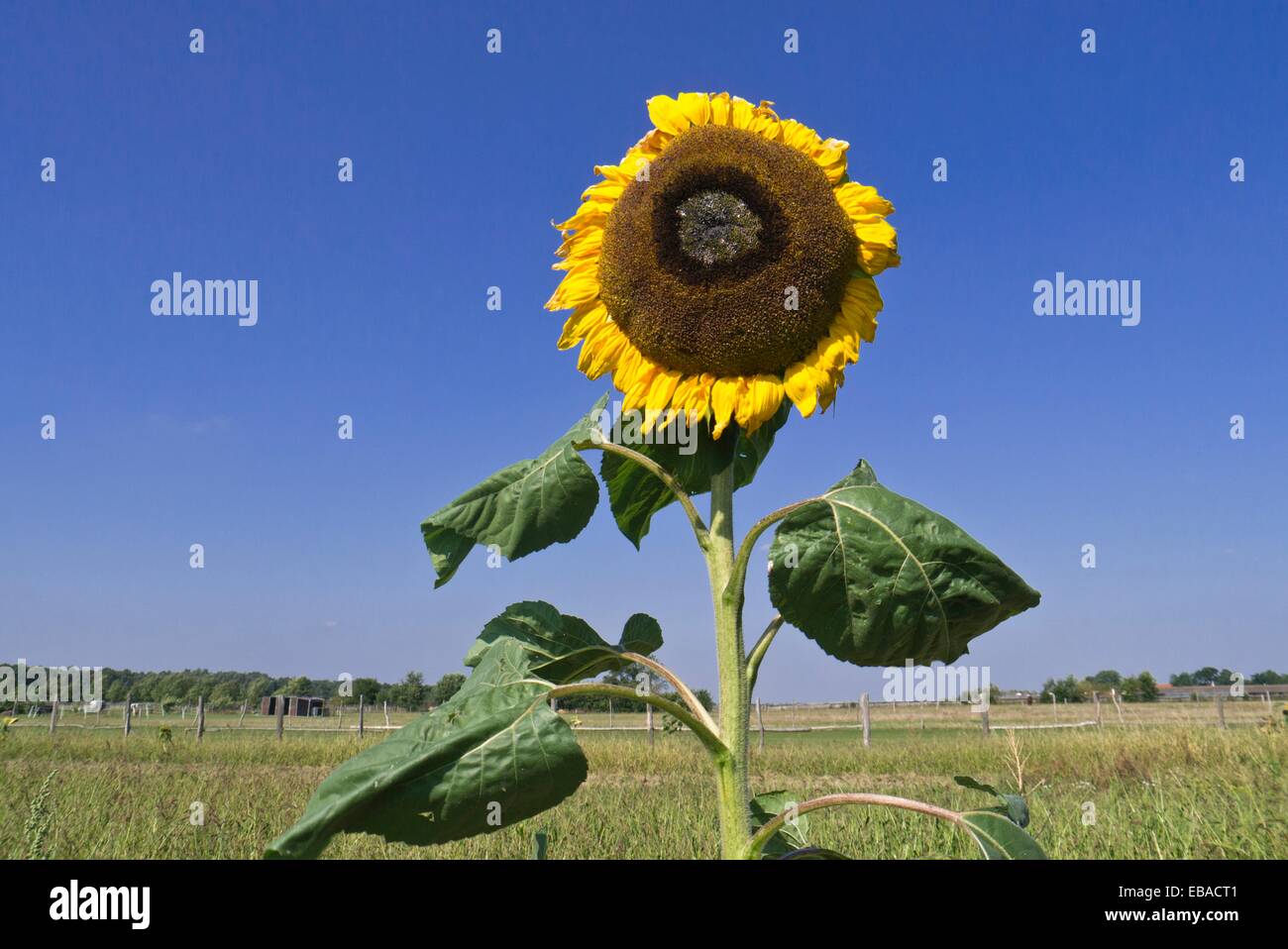 Common sunflower (Helianthus annuus) Stock Photo