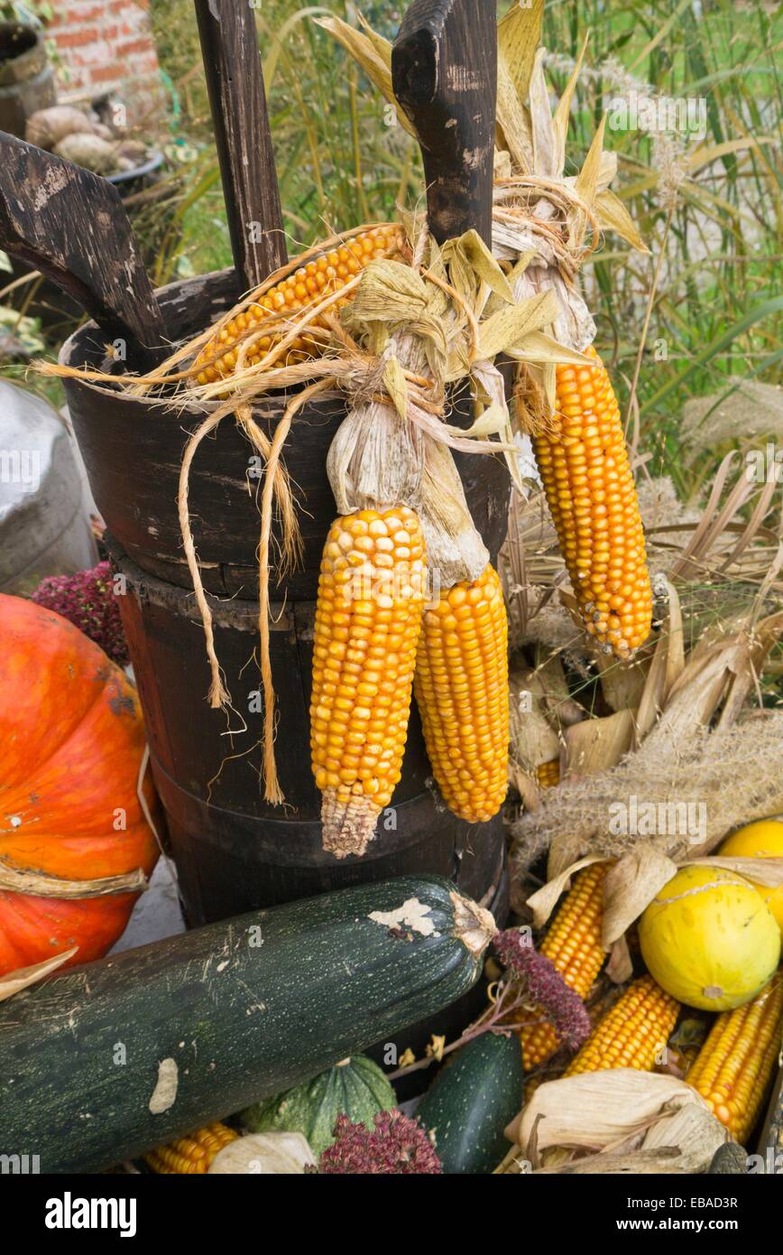 Corn (Zea mays) and squashes (Cucurbita) Stock Photo