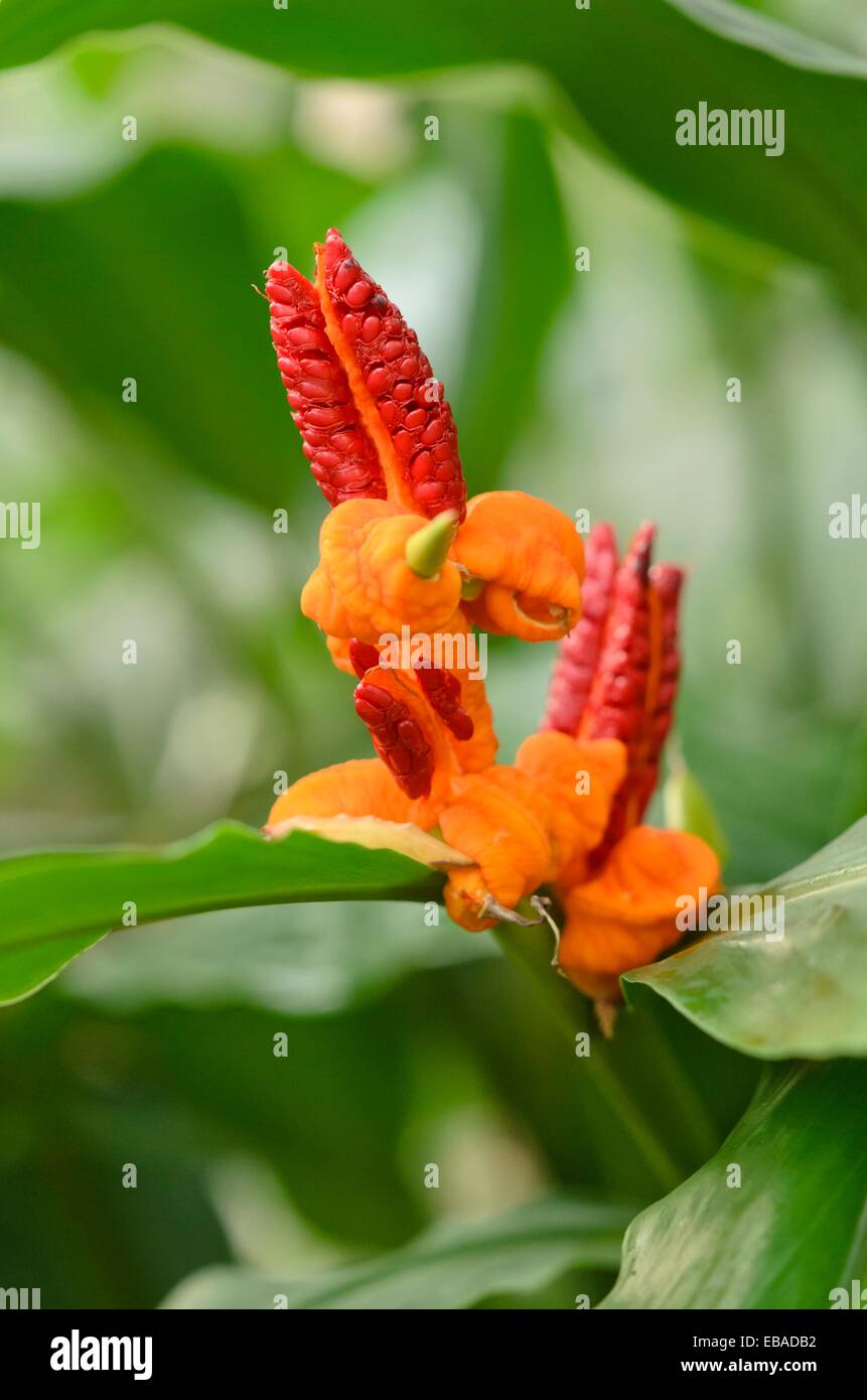 Java ginger (Hedychium horsfieldii) Stock Photo
