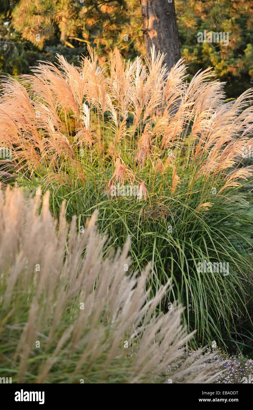 Chinese silver grass (Miscanthus sinensis 'Große Fontäne') Stock Photo