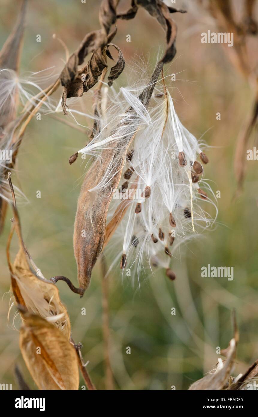 Butterfly milkweed (Asclepias tuberosa) Stock Photo