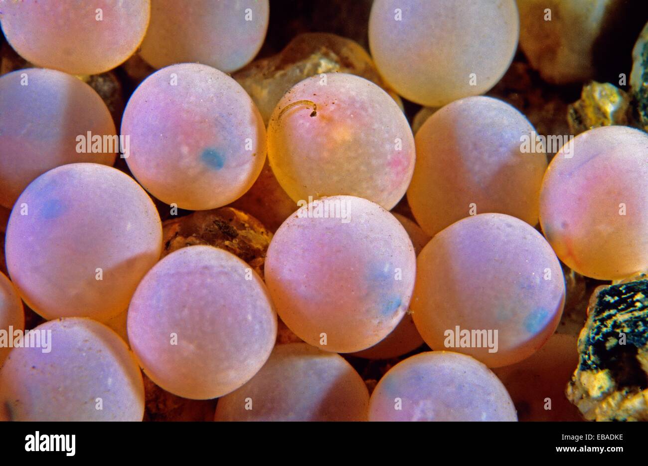 Freshwater Rivers Eggs of Atlantic Salmon Salmo salar Tea river, Galicia,  Spain Stock Photo - Alamy