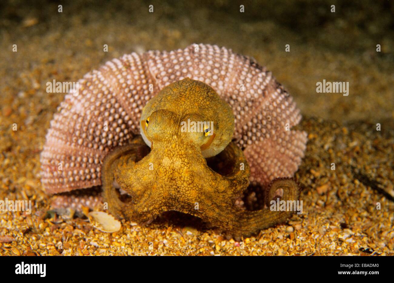 Dead Octopus Stock Photos & Dead Octopus Stock Images Alamy