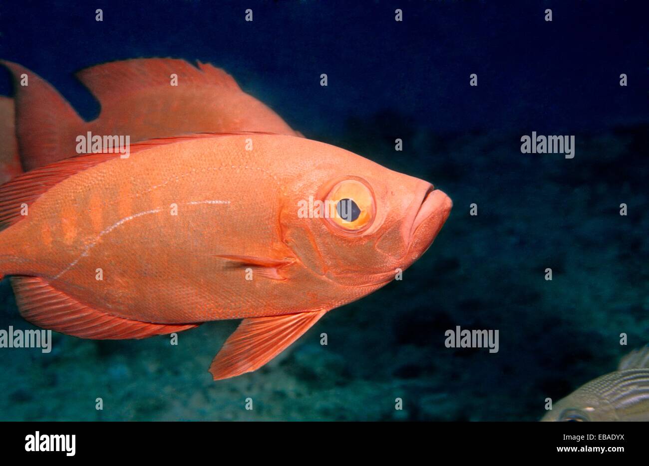 Goggleeye (Priacanthus hamrur), Mauritius Island, Republic of