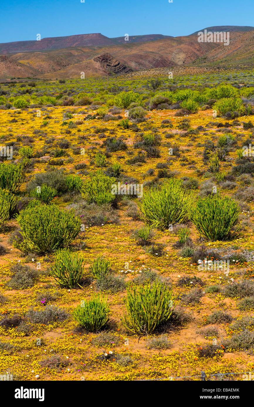 Flower Season Nieuwoudtville Namaqualand Northern Cape province South Africa Africa Stock Photo