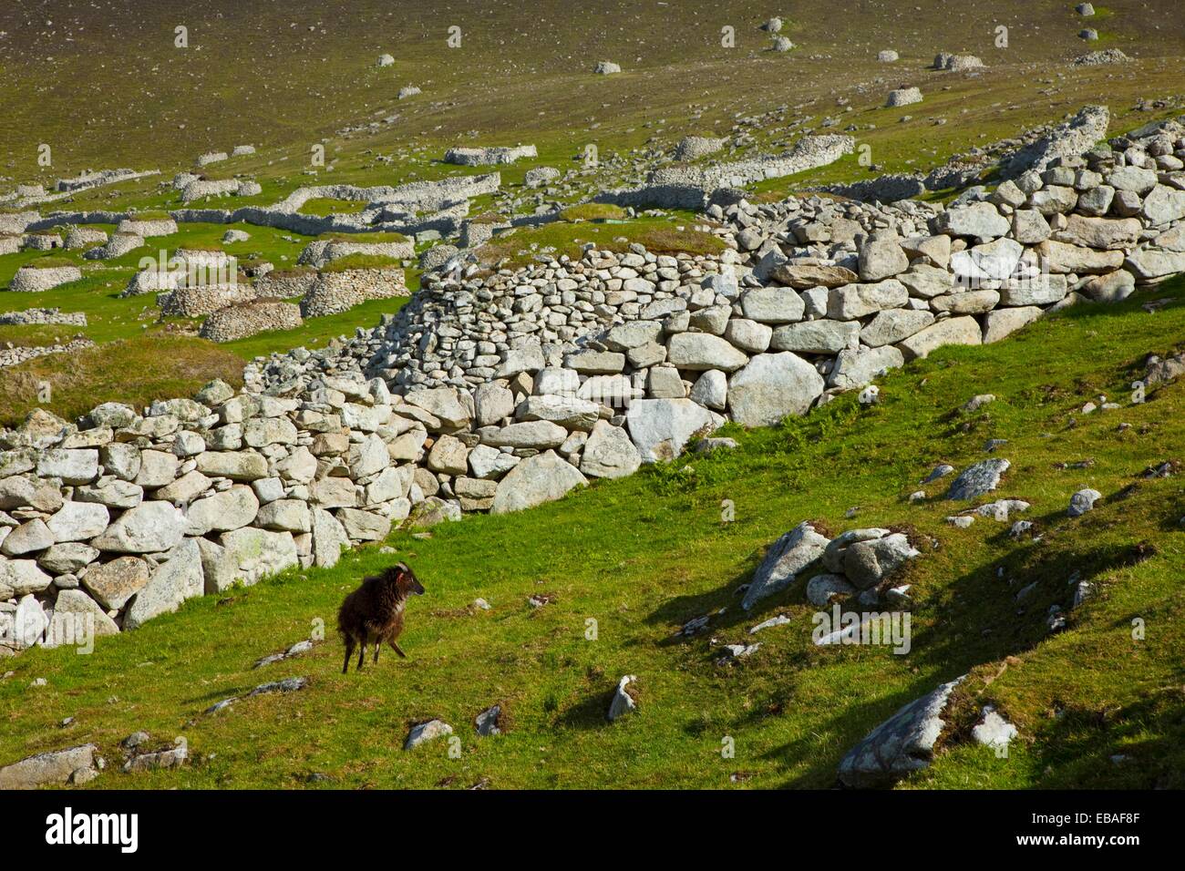 Soay st kilda hires stock photography and images Alamy