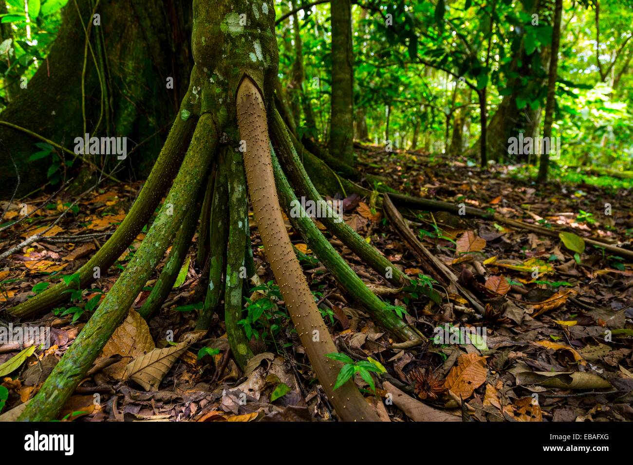 America archipelago bay Bocas del Toro Central America color image