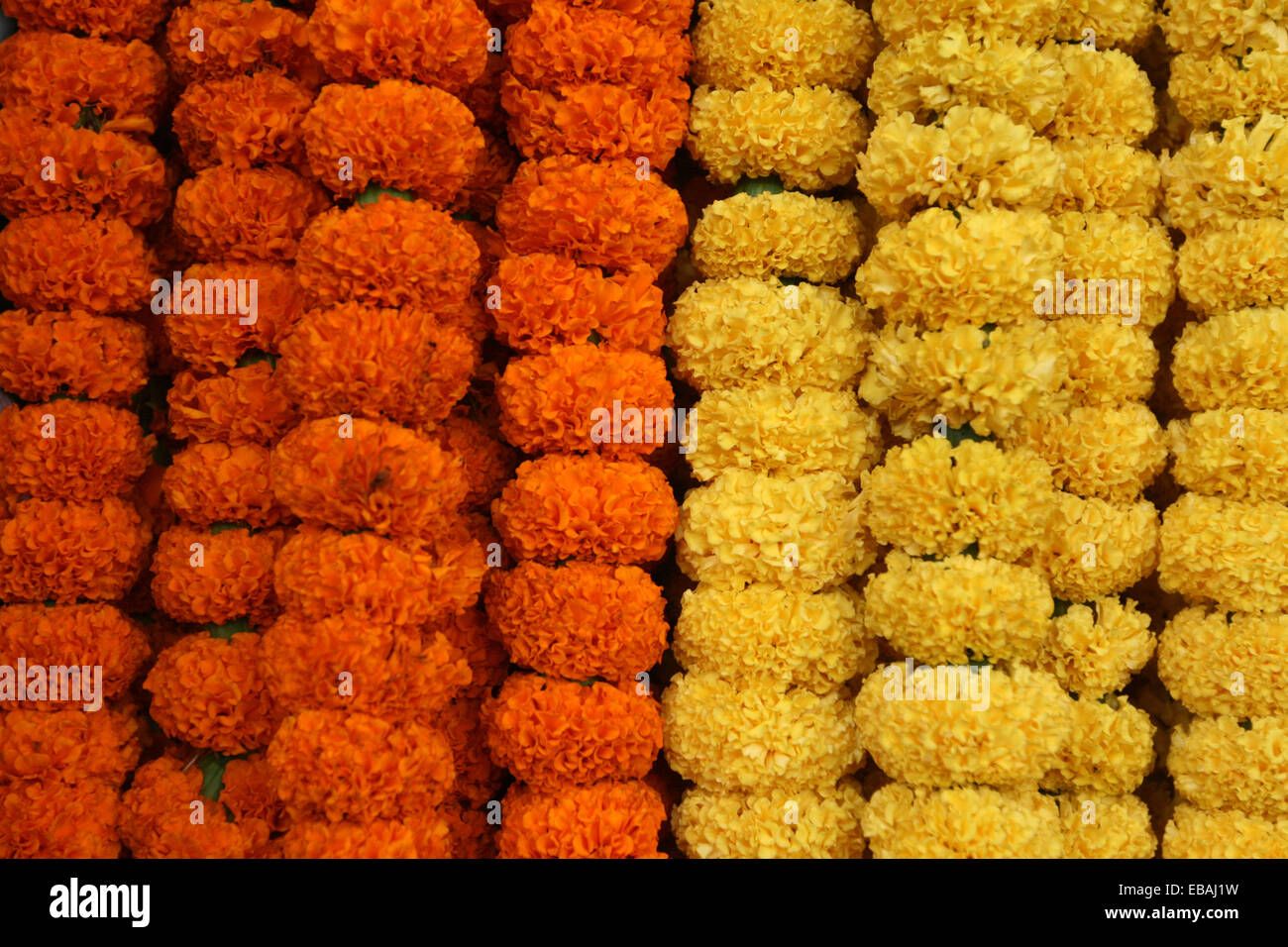 Colorful flower in dhaka Stock Photo Alamy