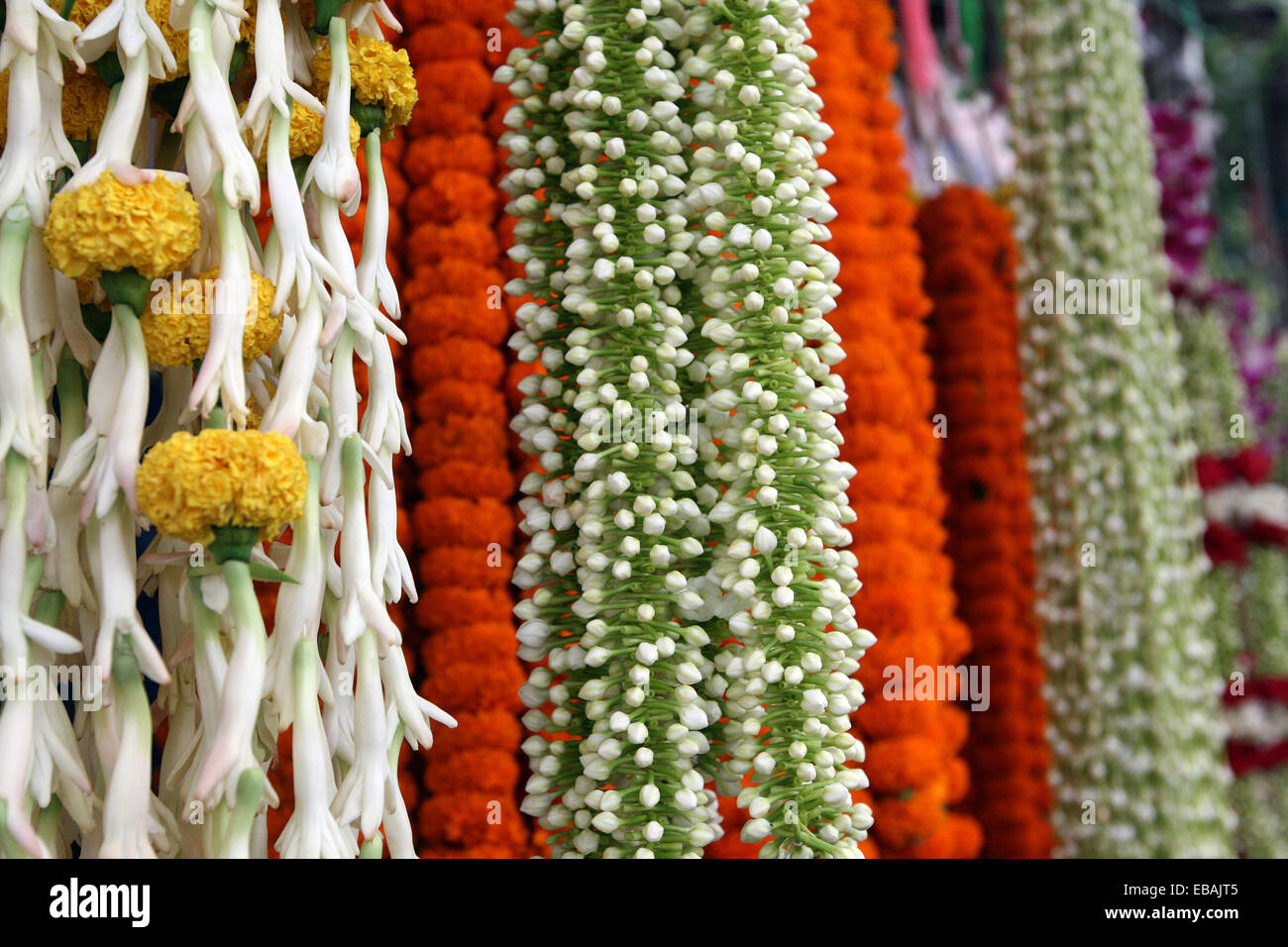 Colorful flower in dhaka Stock Photo Alamy