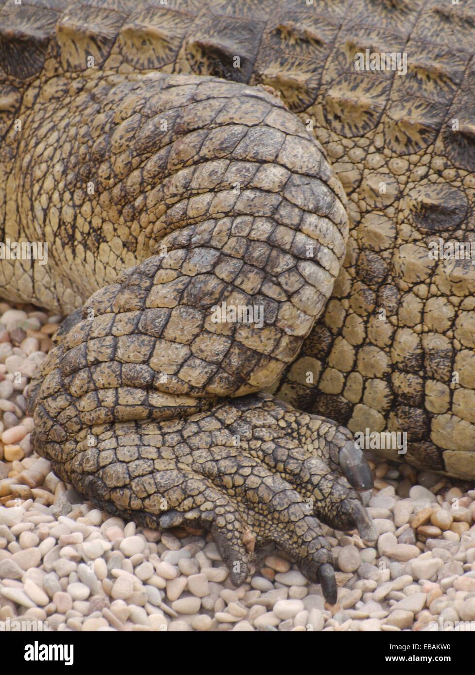 scales and leg of Nile crocodile Stock Photo Alamy
