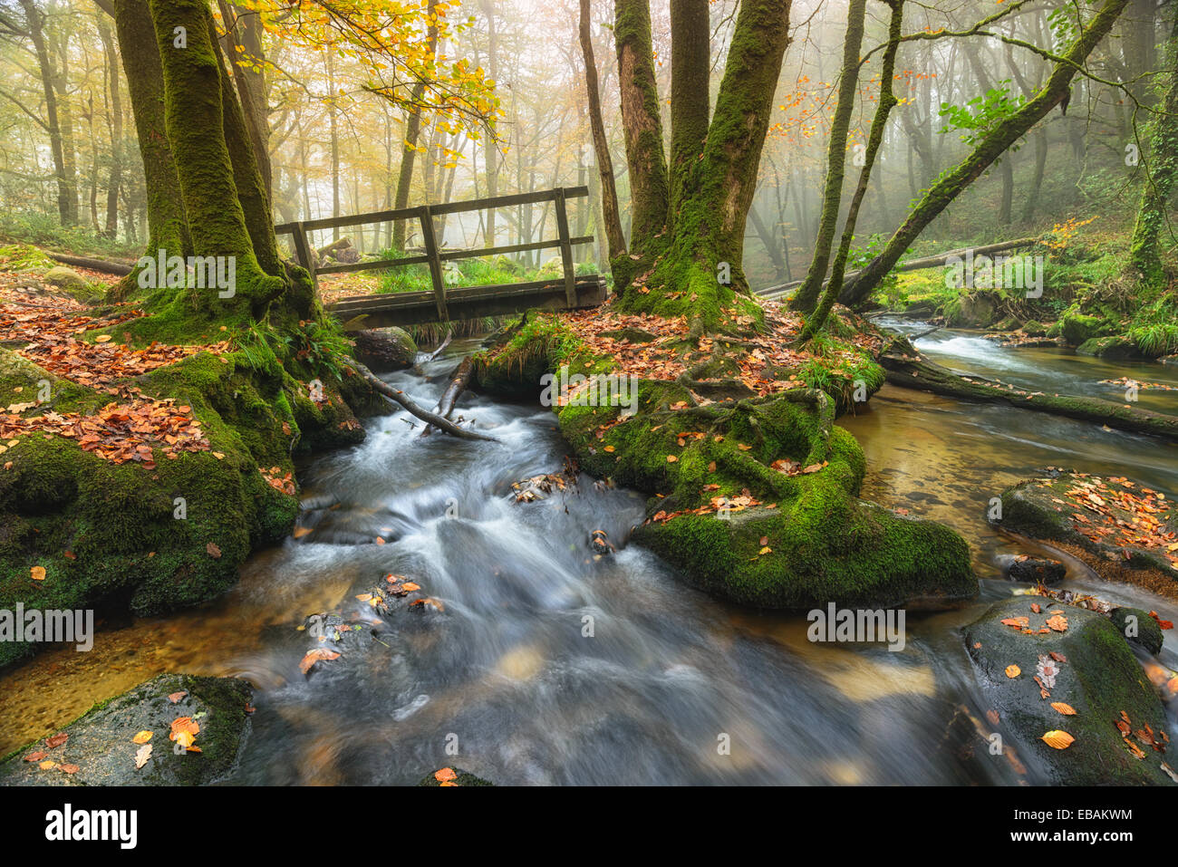 Old wooden bridge crossing a foggy woodland stream at Golitha Falls on ...