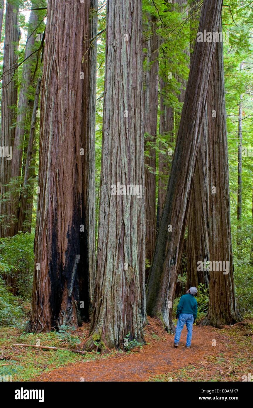 Hiker on Bull Creek Trail in old growth coast redwood forest