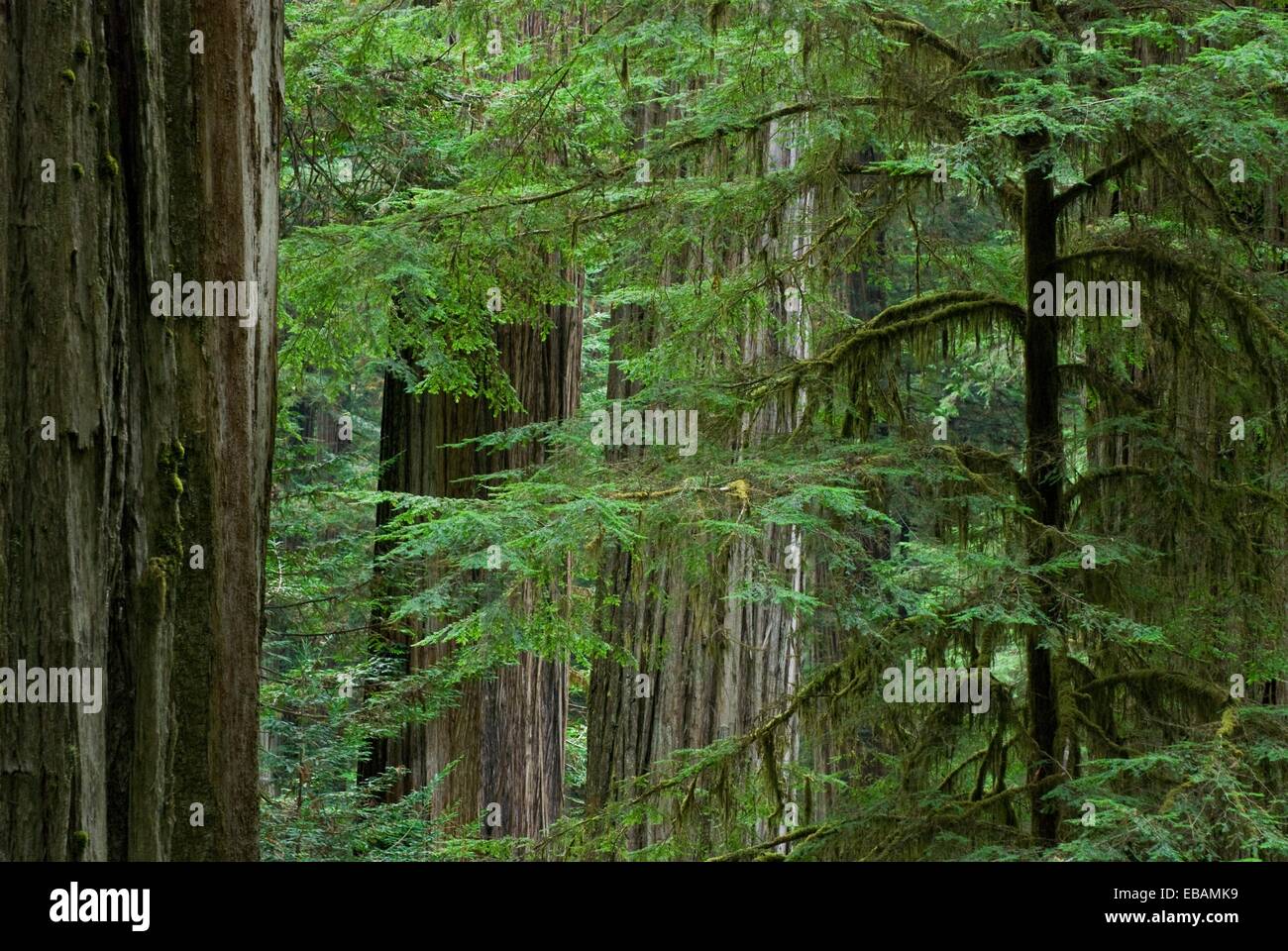 Old growth coast redwood forest, Jedediah Smith Redwoods State Park