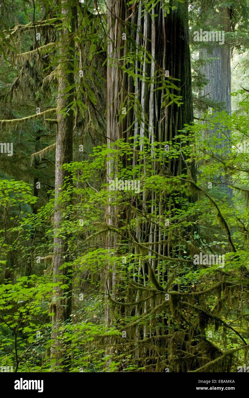 Old growth coast redwood forest Jedediah Smith Redwoods State Park