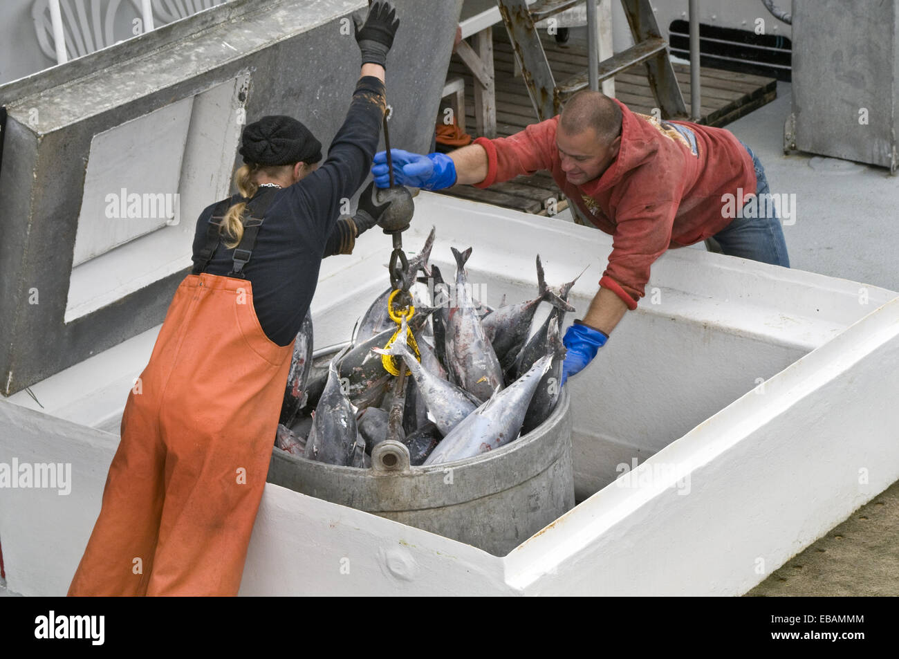 Workmen at waterfront seafood processing plant guiding bucket full of