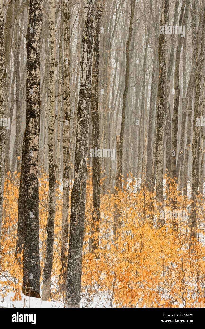 Beech maple forest with understory of young beech and autumn leaves, Hulbert, Michigan, USA