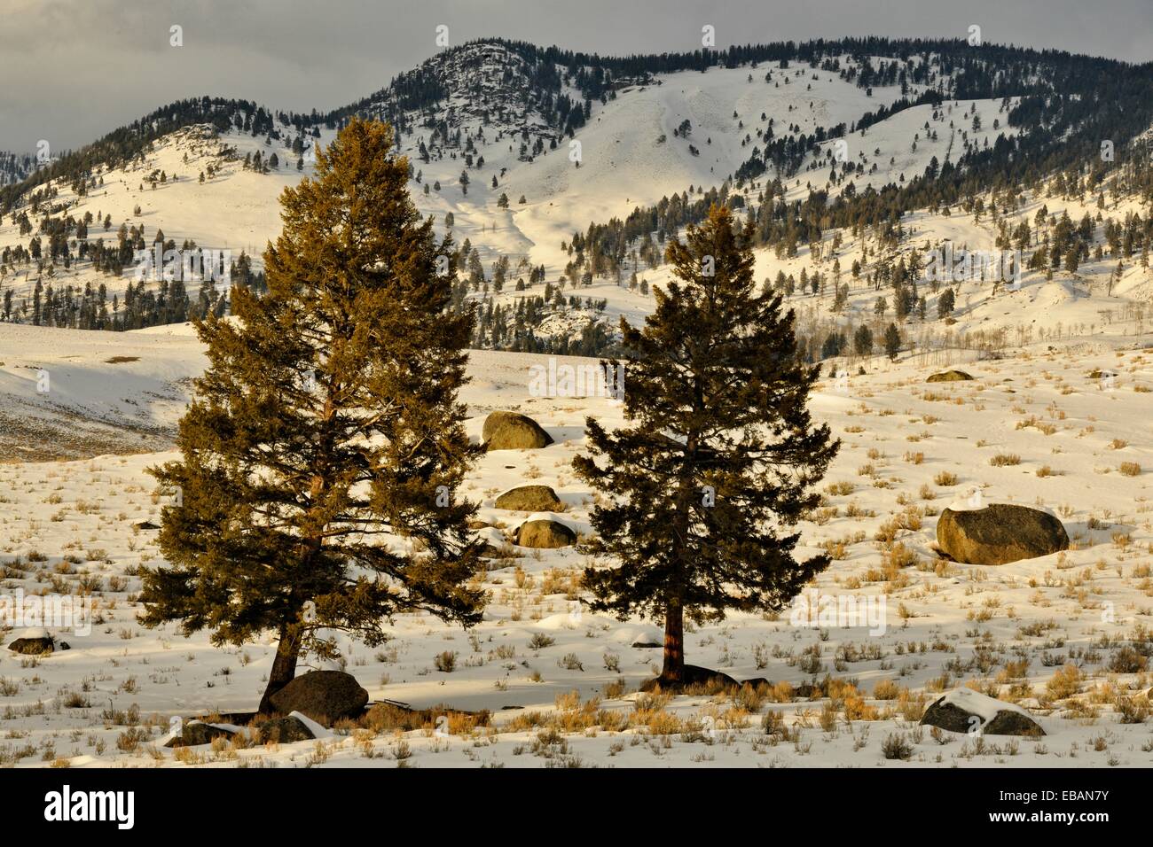 Blacktail Deer Plateau with pines and glacial erratics, Yellowstone NP