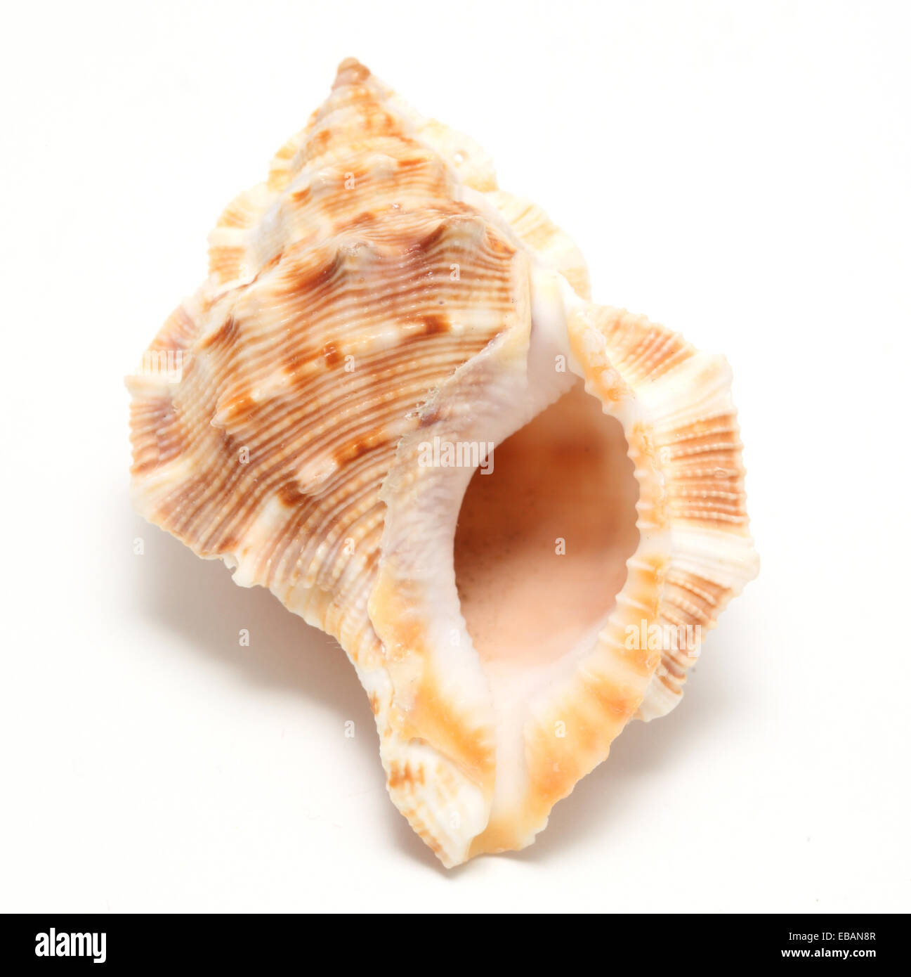 large seashell on a white background Stock Photo - Alamy