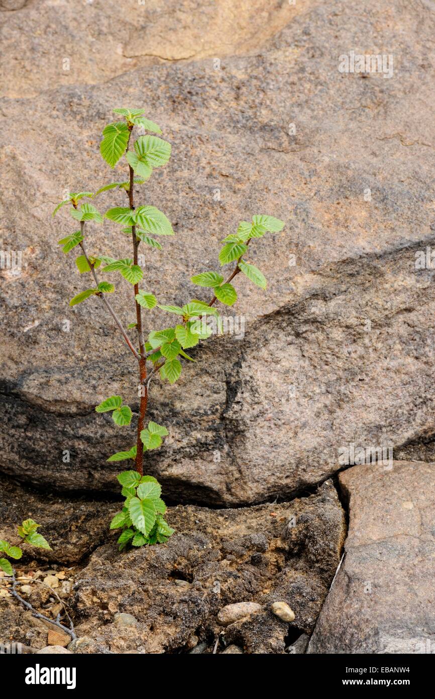 White birch Betula papyrifera Seedling in a rocky, deforested area