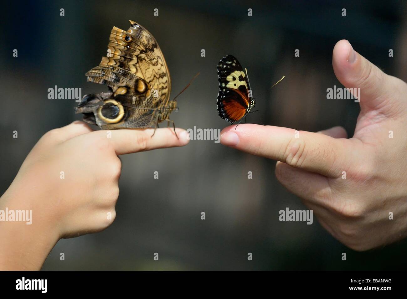 Visitors with butterflies perched on fingers, Niagara Butterfly