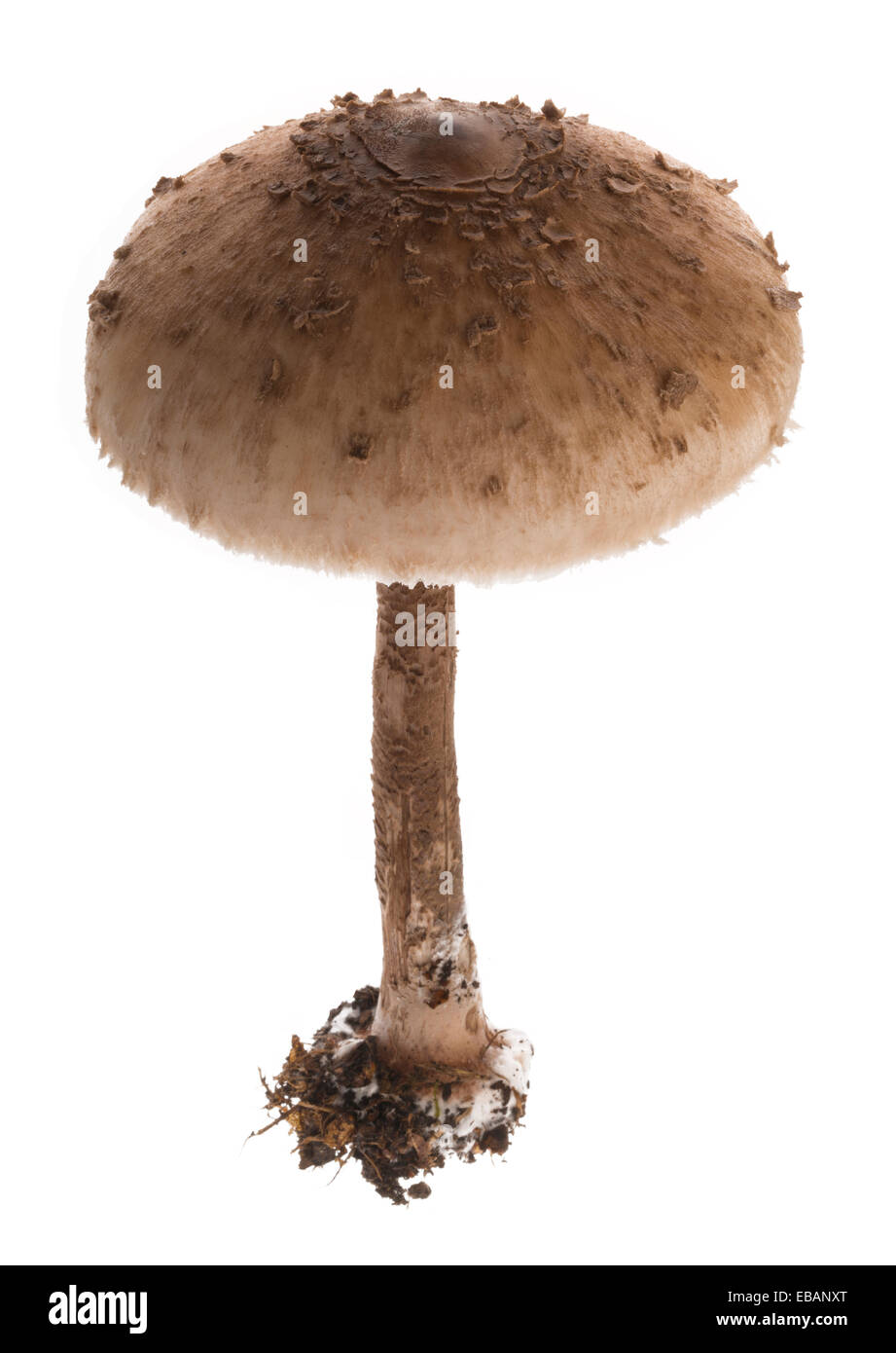 Parasol mushroom. Agaric fungi of the Basidiomycota division. Stock Photo