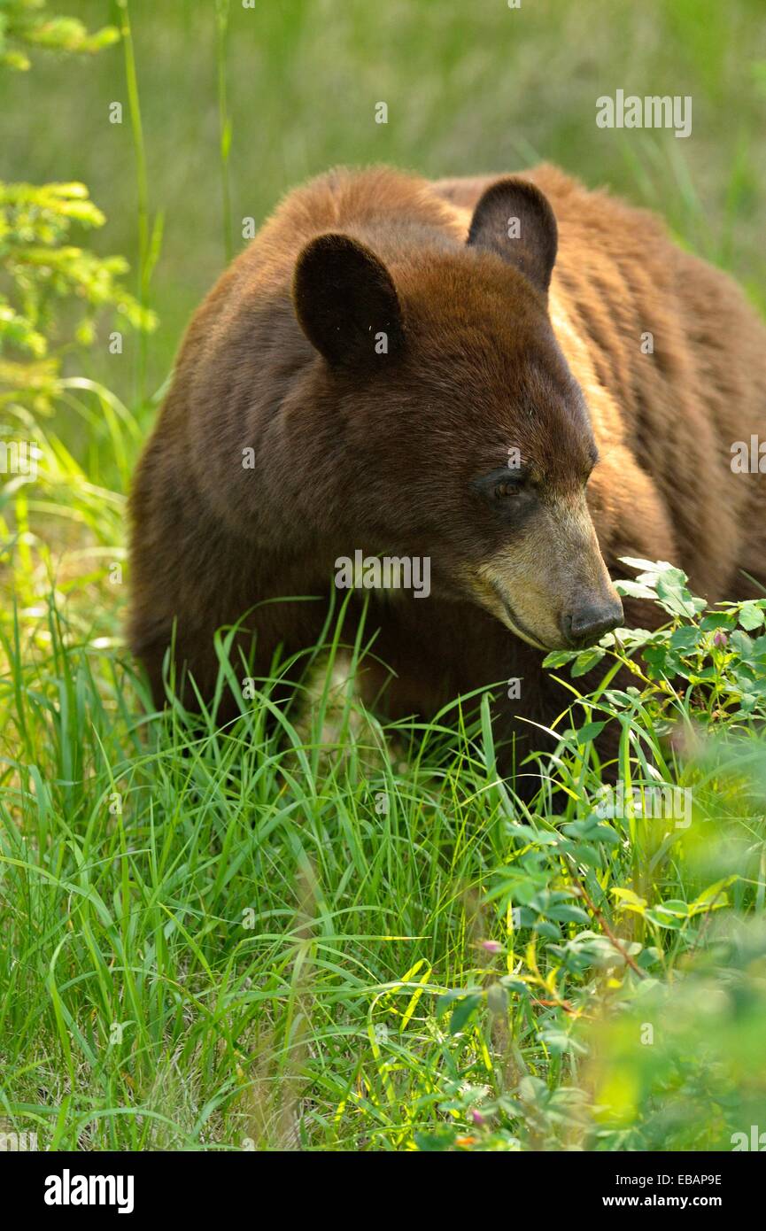 Black bear symbolism hires stock photography and images Alamy