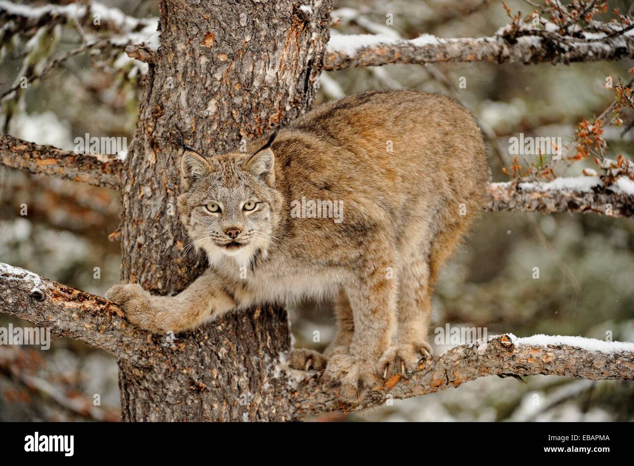 Canadian Lynx (Lynx canadensis) in late autumn mountain habitat Bozeman