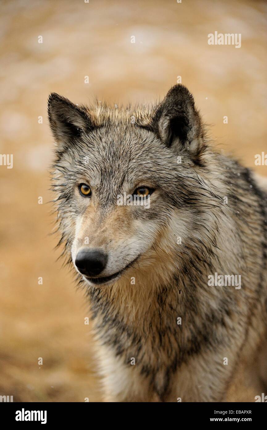 Gray wolf (Canis lupus) pack in late autumn mountain habitat Bozeman ...