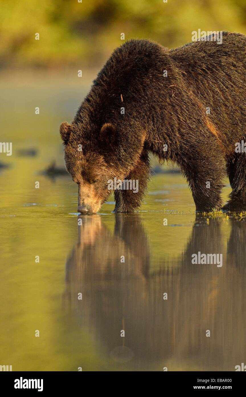 Yearl High Resolution Stock Photography And Images Alamy