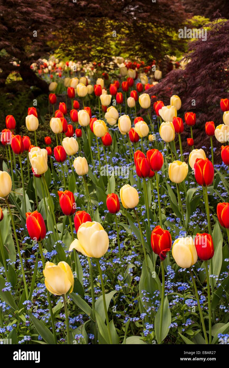 flowers, VanDusen Garden, Vancouver, BC Stock Photo Alamy