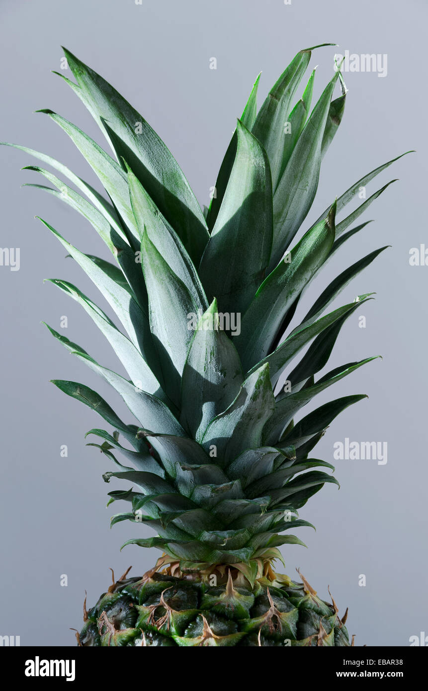 Pineapple leaves close up on bluish background Stock Photo Alamy