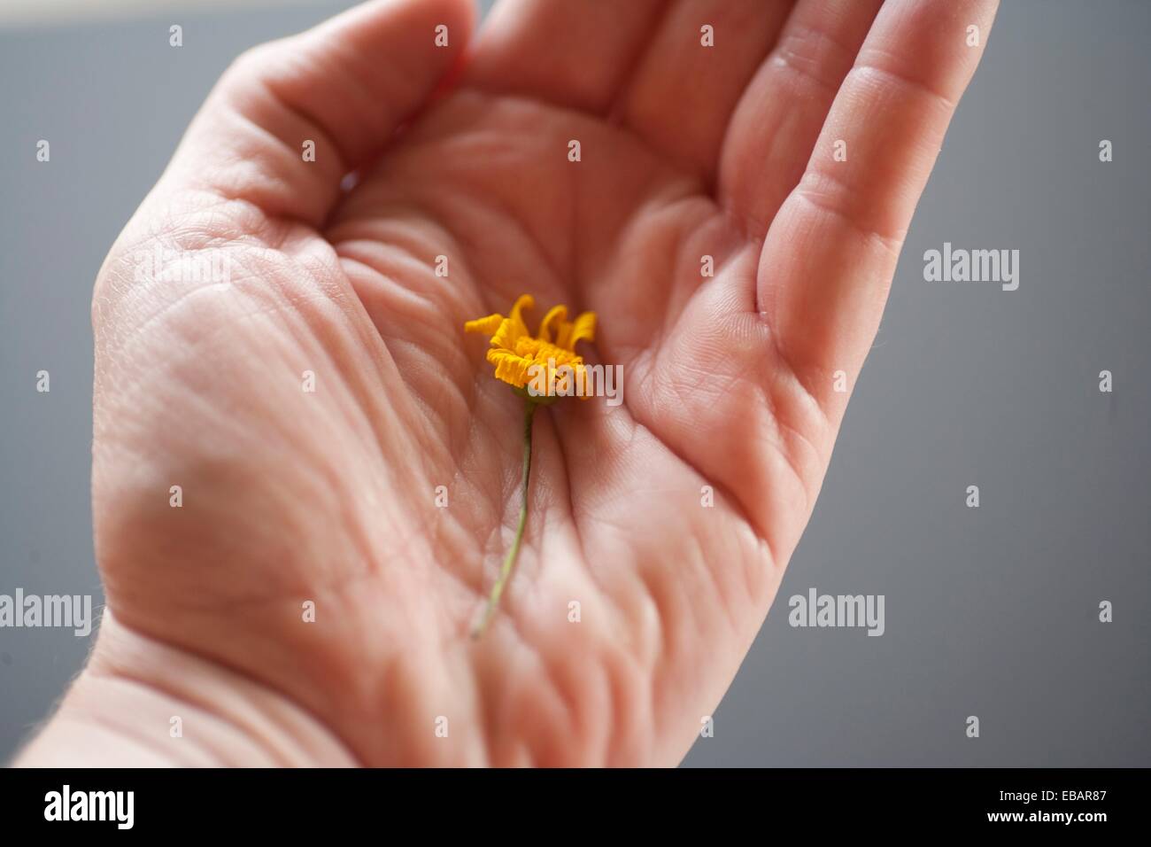 dying flower in palm of hand Stock Photo Alamy