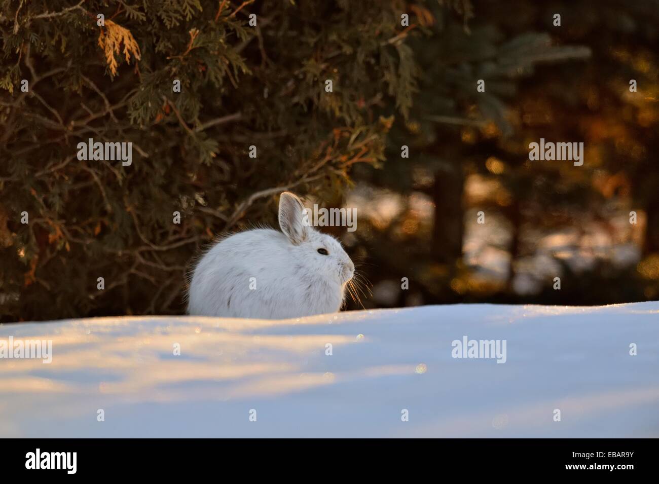 Varying/snowshoe hare (Lepus americanus) Late winter Resting near a