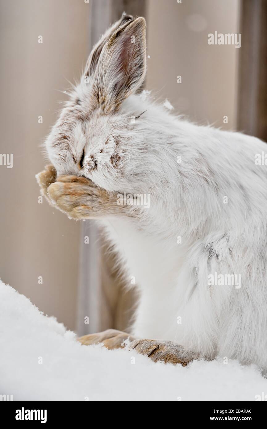 Varying/snowshoe hare (Lepus americanus) Grooming fur Late winter