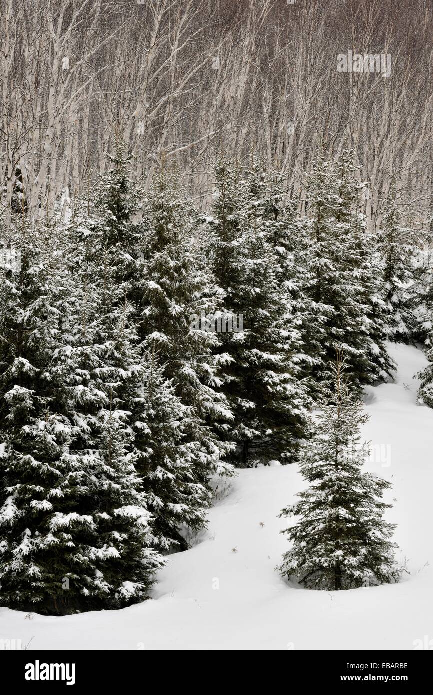 Fresh snow on birch and spruce trees, Greater Sudbury (Lively), Ontario